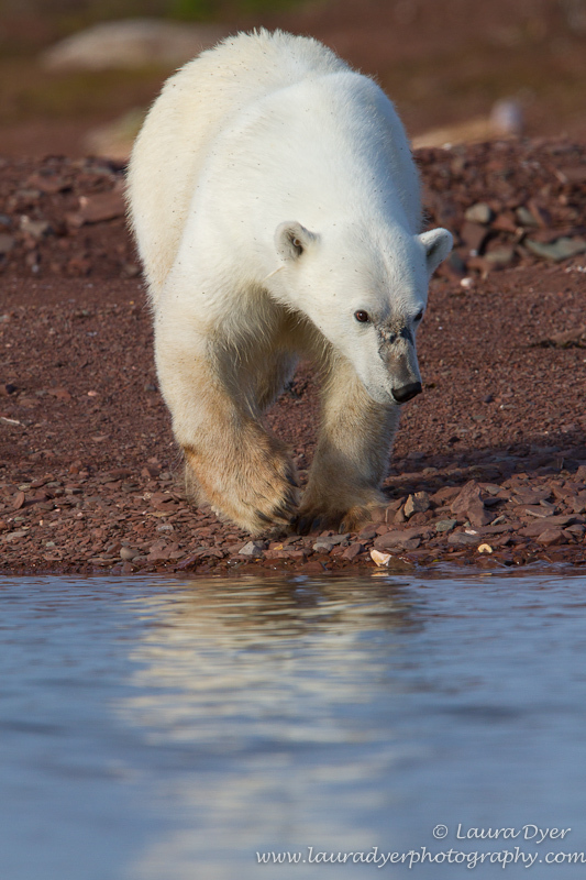 Polar Bear on red sand - Svalbard