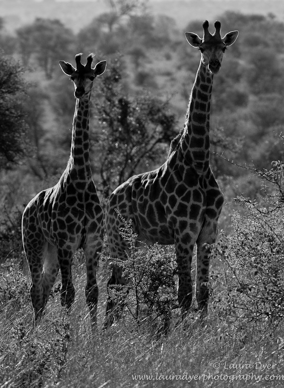 Double giraffe