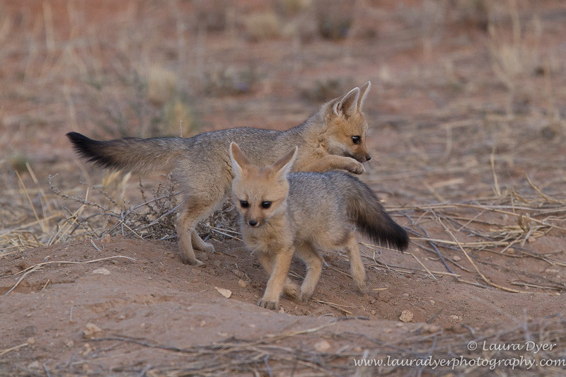Playful Cape Fox - Other predators