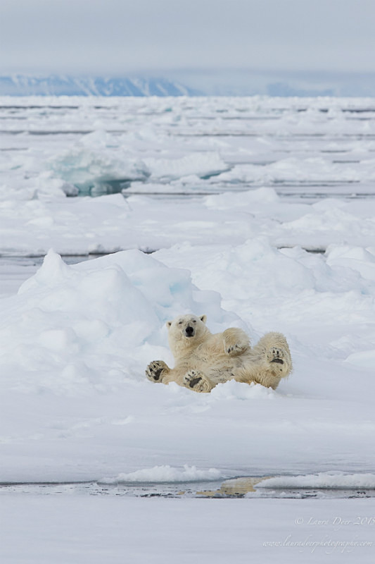 Waving bear - Svalbard