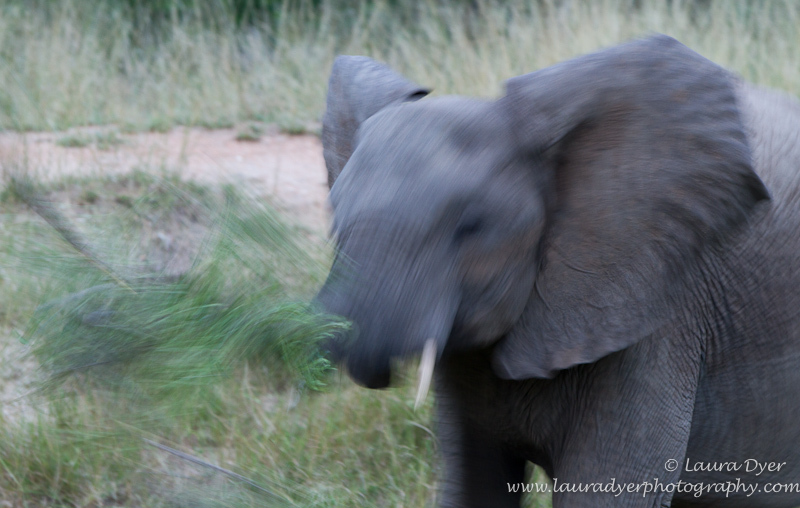 Elephant shaking its head