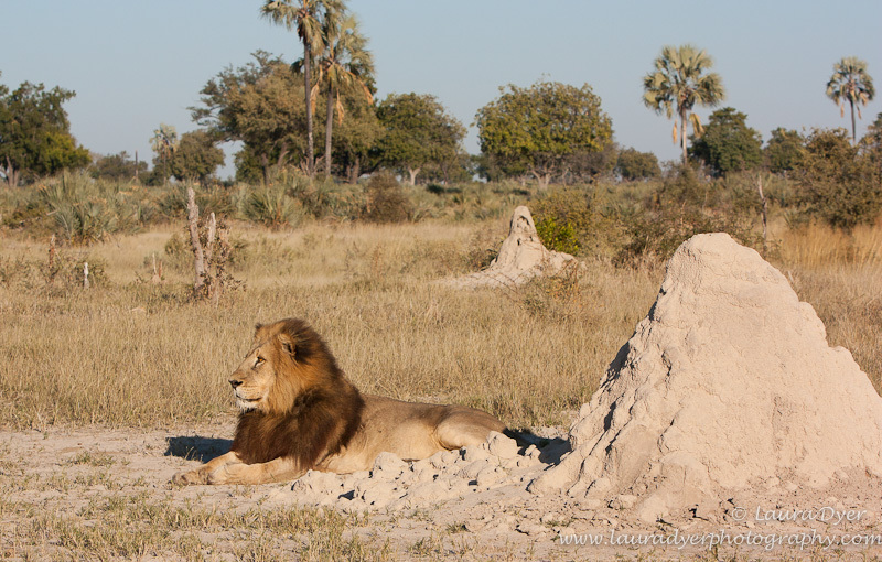 Okavango Male Lion in environment - Lions