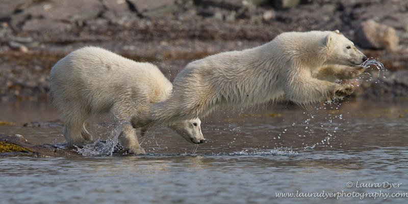 Polar Bear leap of joy
