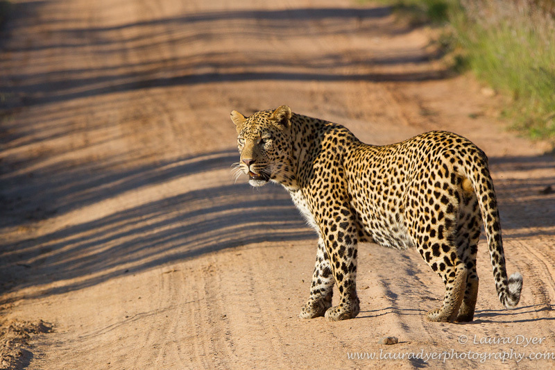 Leopard fence patrol