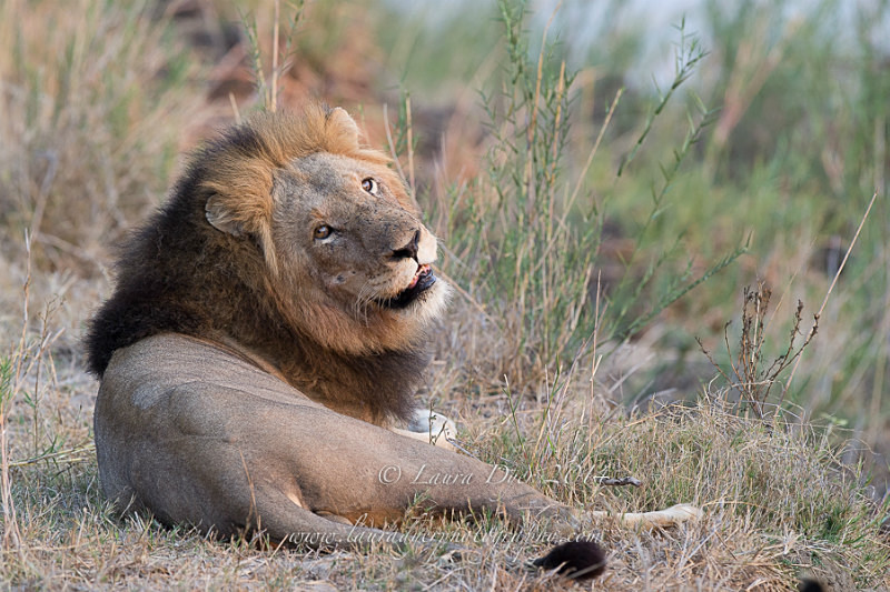 Backward Glance - Lions