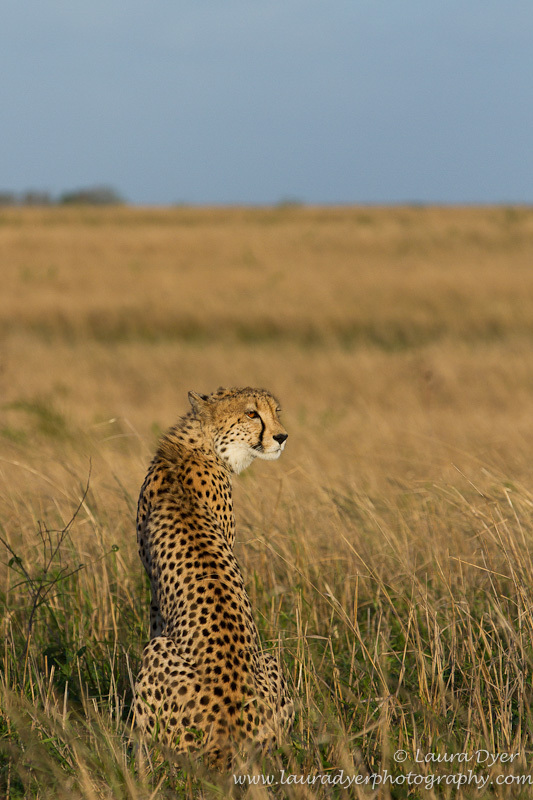 Cheetah on the plains - Cheetah