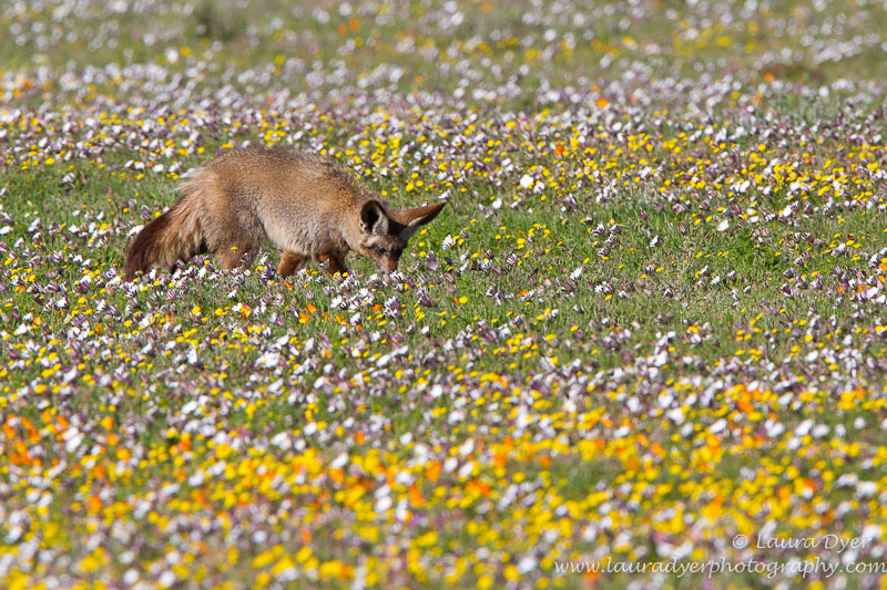Bat Eared Fox in the flowers