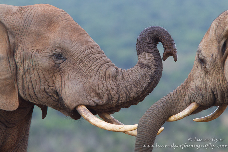 Elephant interaction - African Mammals