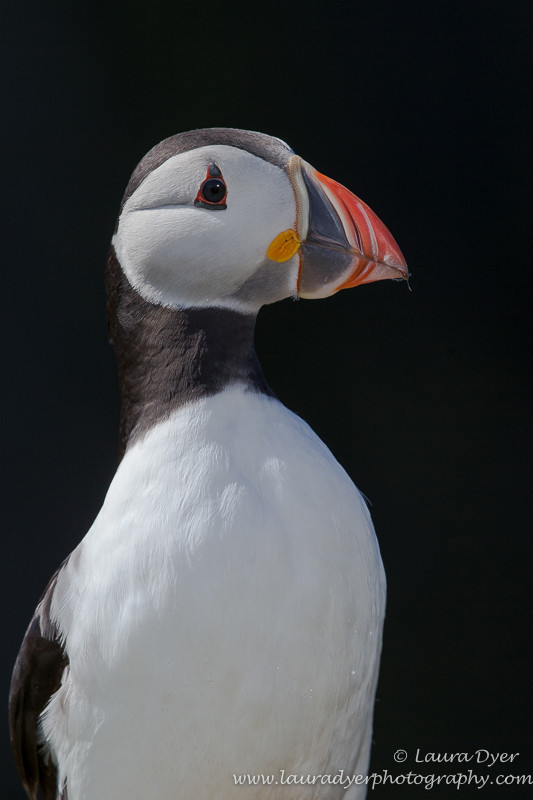 Puffin portrait - Seabirds
