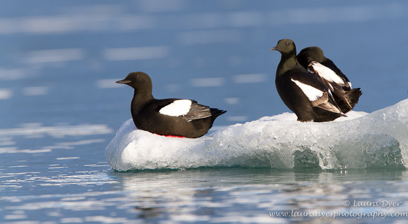 Guillemots on an ice floe