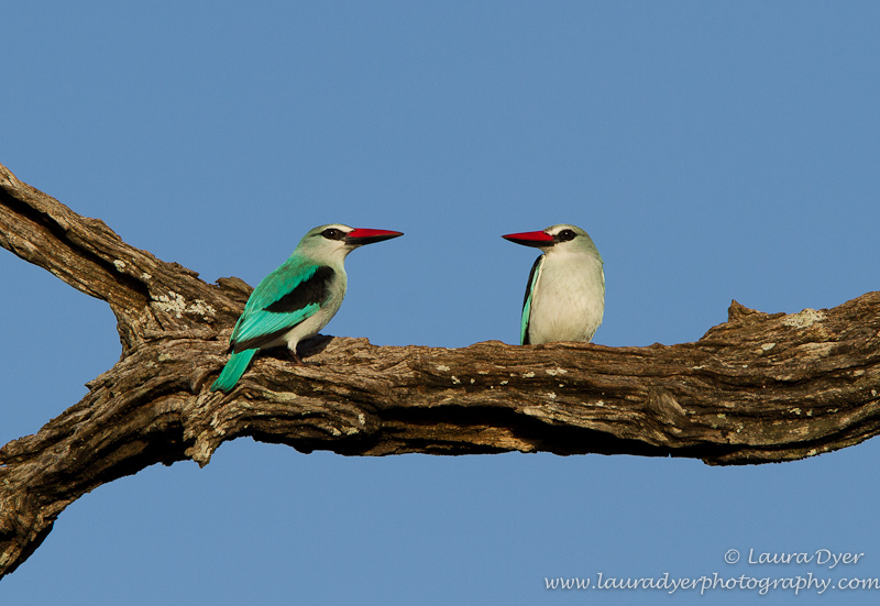 Woodlands Kingfisher pair against blue sky