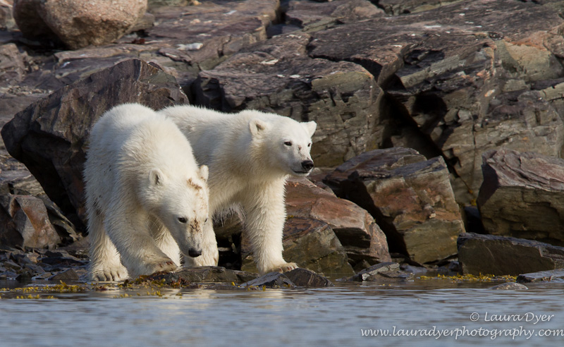 Polar Bear cubs in Svalbard