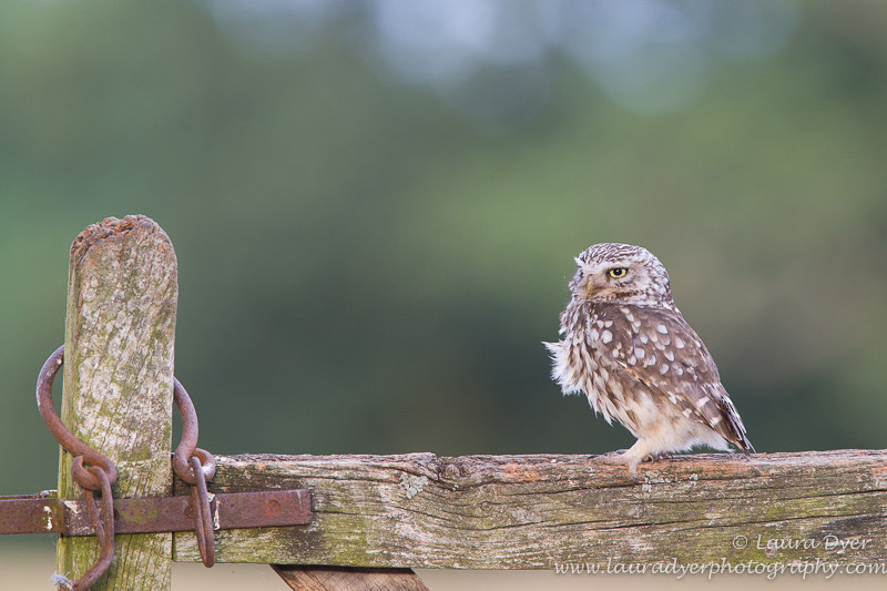 Little owl on country gate - British Wildlife
