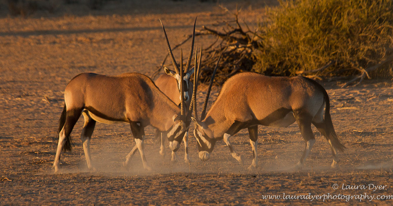 Dueling Oryx - African Mammals