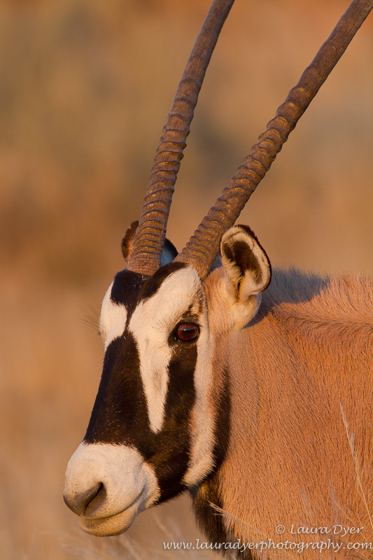 Gemsbok portrait - African Mammals