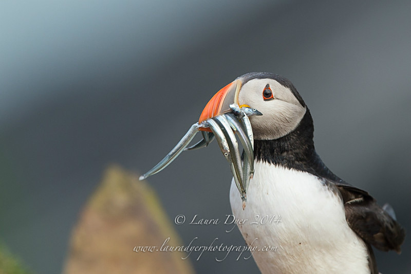 A mouth full of eels - Seabirds