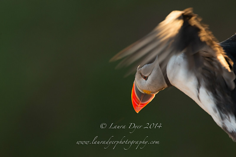 Peeping Puffin - Seabirds
