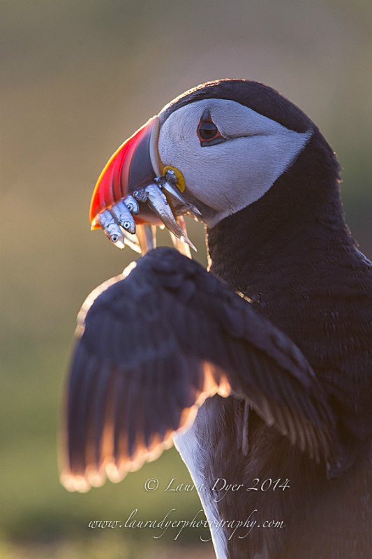 Sand-eels arrival - Seabirds