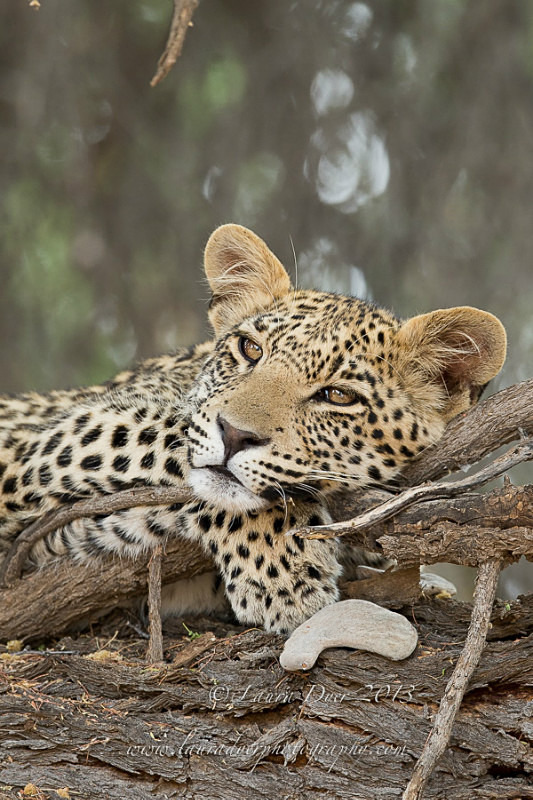 Leopard on camelthorn tree - Leopards
