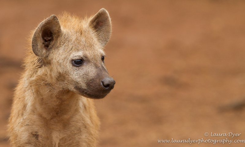 Innocent hyena portrait - Hyena