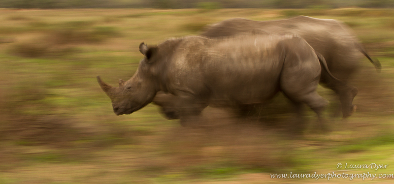 Racing Rhino - African Mammals
