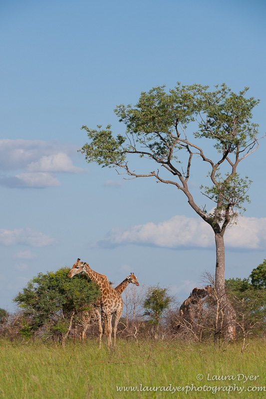 Giraffe feeding under a tree