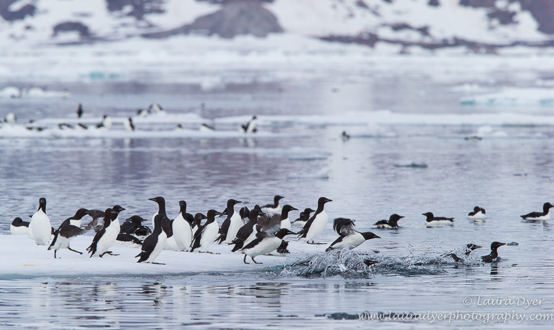 Polar plunge - Svalbard