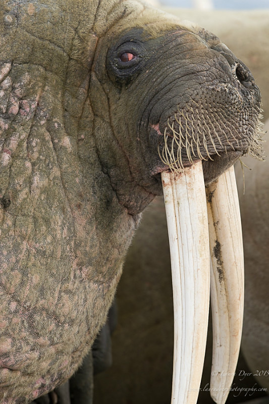 Walrus portrait - Svalbard