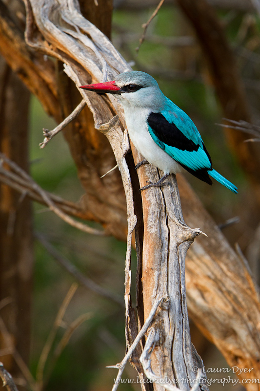 Early morning hunting woodlands kingfisher - Birds of Africa