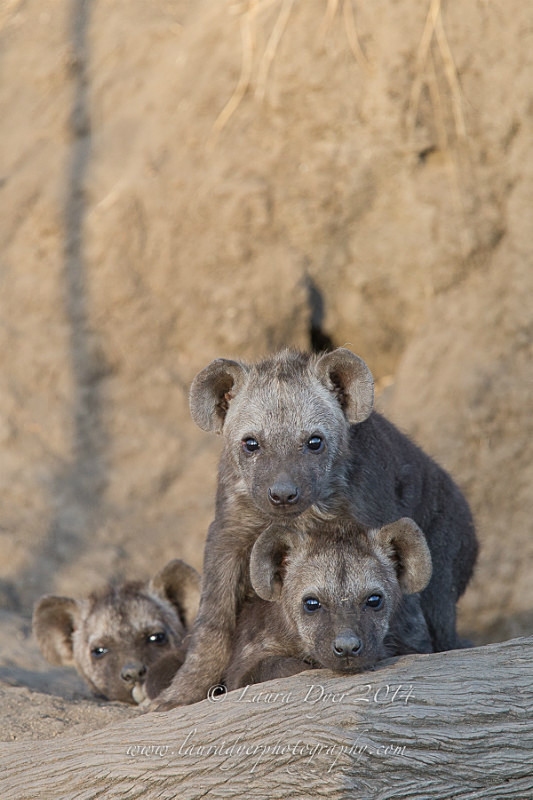Curious Trio - Hyena