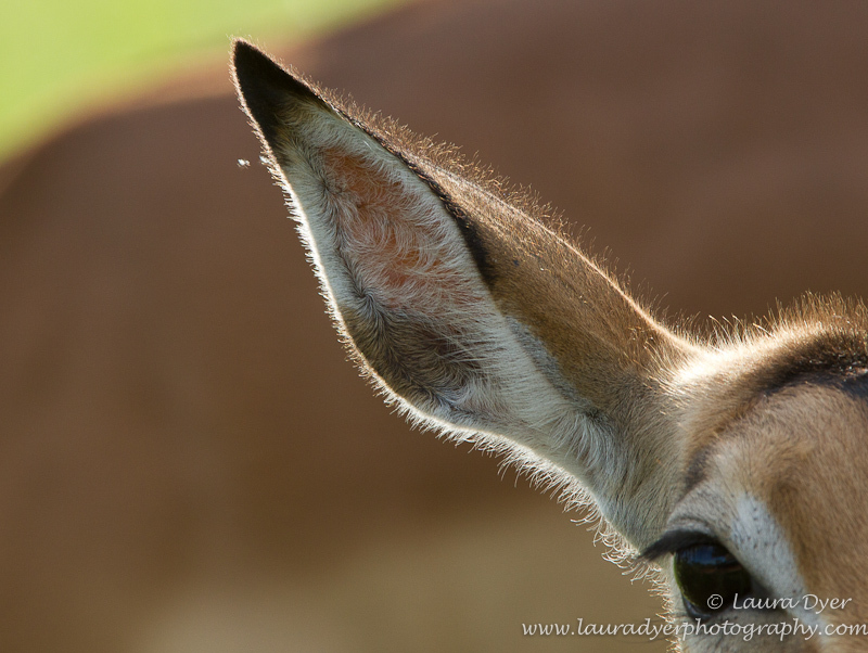 Black lit impala ear