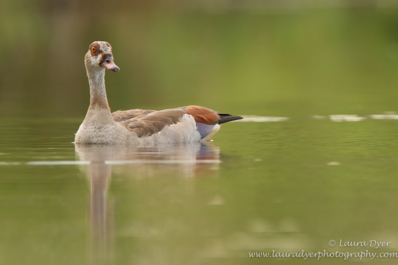 Egyptian Goose at dusk