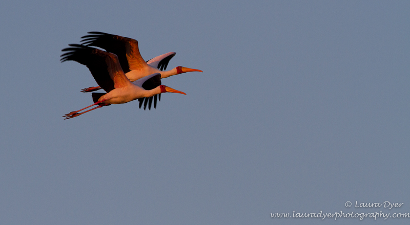Yellow-Billed Storks at sunset