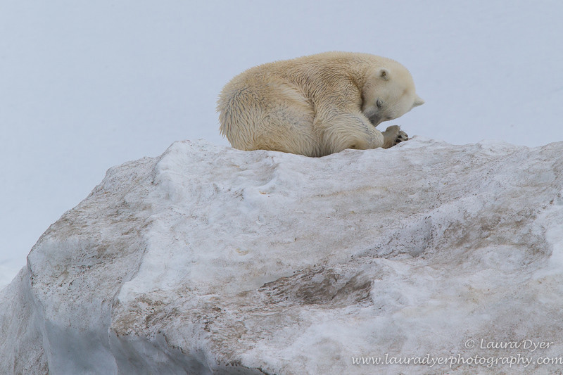 Sleepy bear - Svalbard