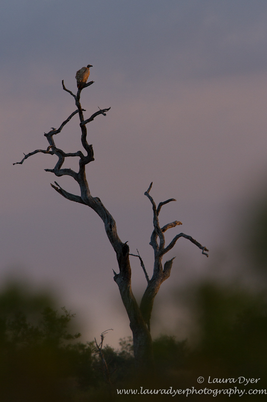 Vulture at sunrise