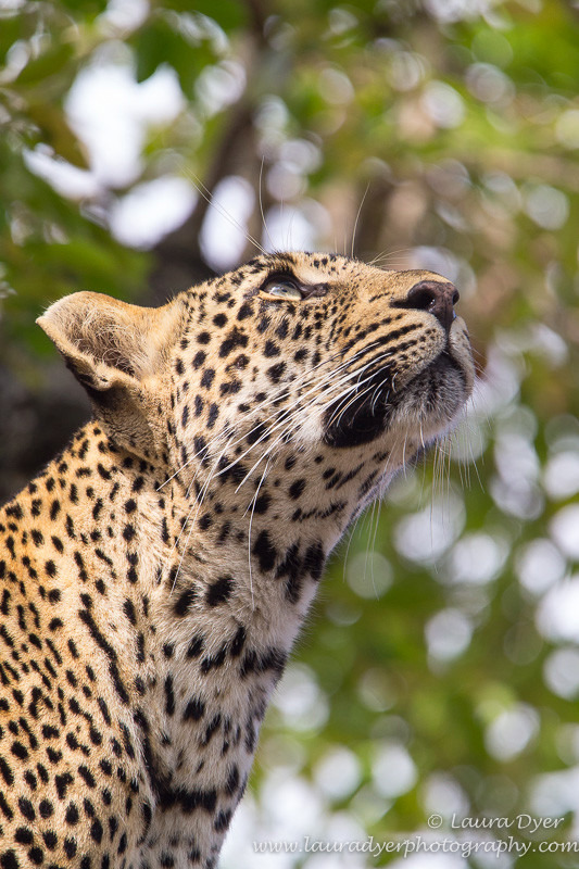 Upward glance - Leopards