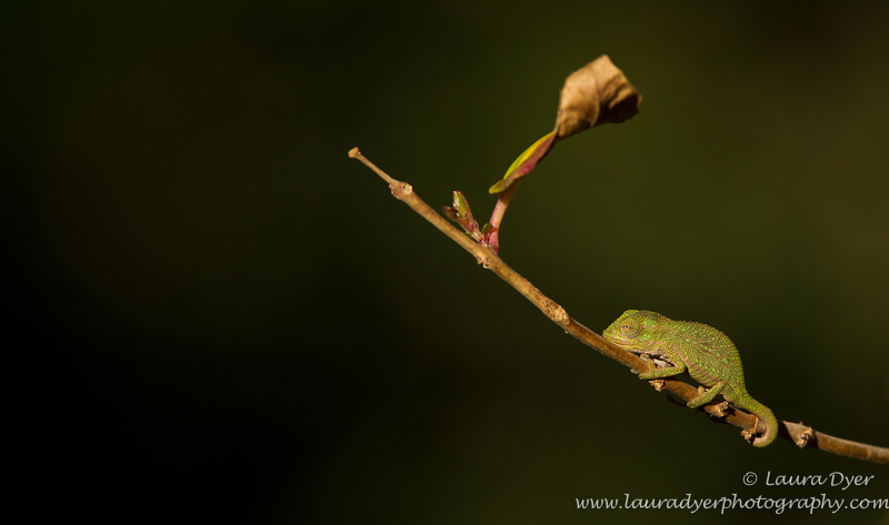 Baby chameleon on twig - Other Nature
