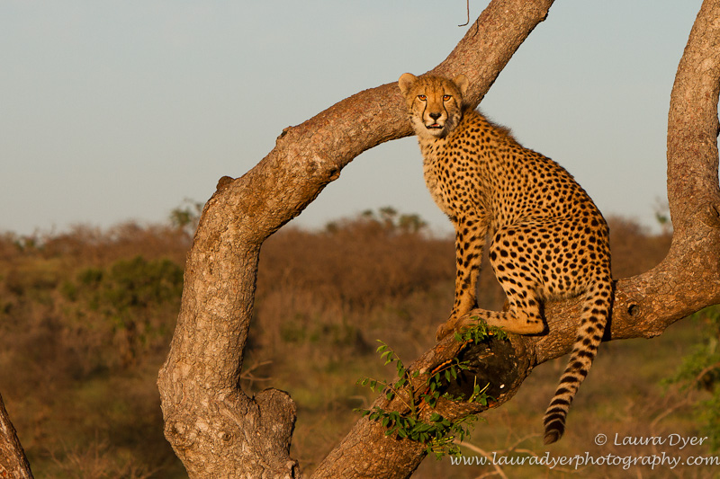 Cheetah lookout in tree - Cheetah