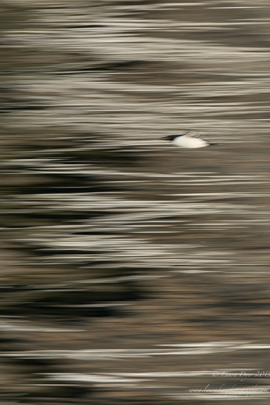 Guillemot flight - Svalbard