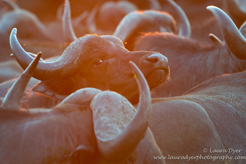 Buffalo herd at sunrise