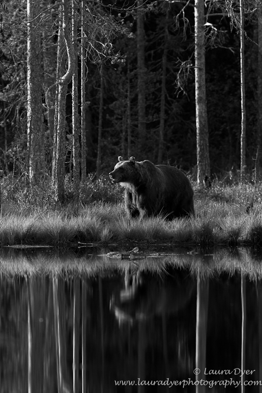 Brown bear reflection in monotone - Monotone