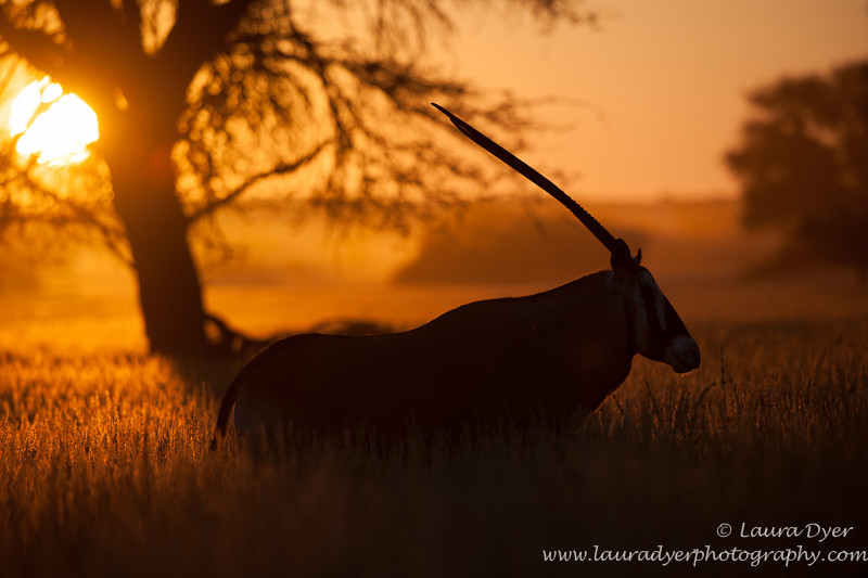 Oryx Sunrise - African Mammals