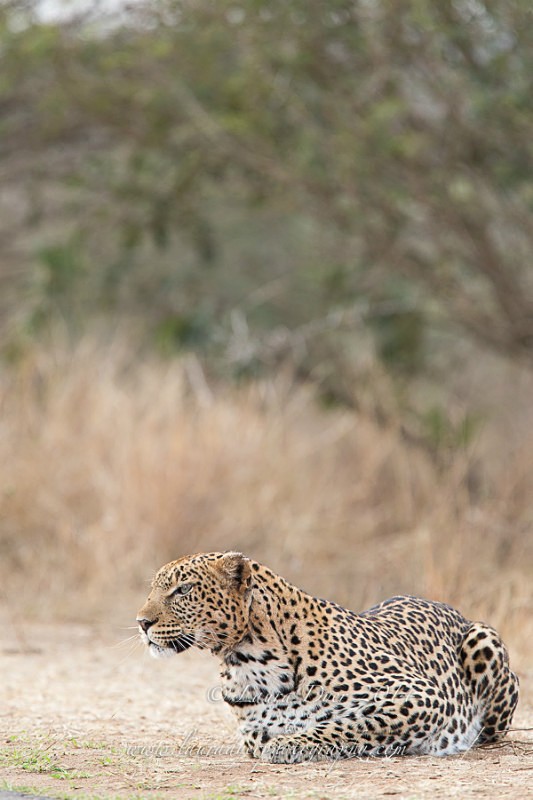 Hunting leopard in Kruger - Leopards