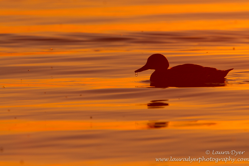 Sunlit water droplit