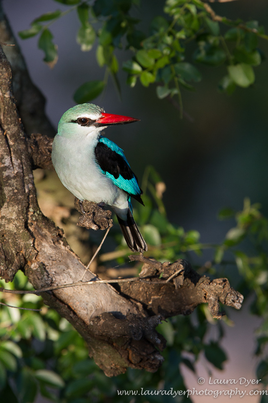 Woodlands Kingfisher at last light