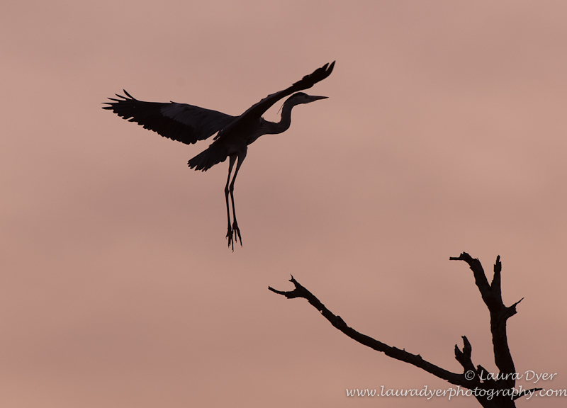 Stork landing at sunset