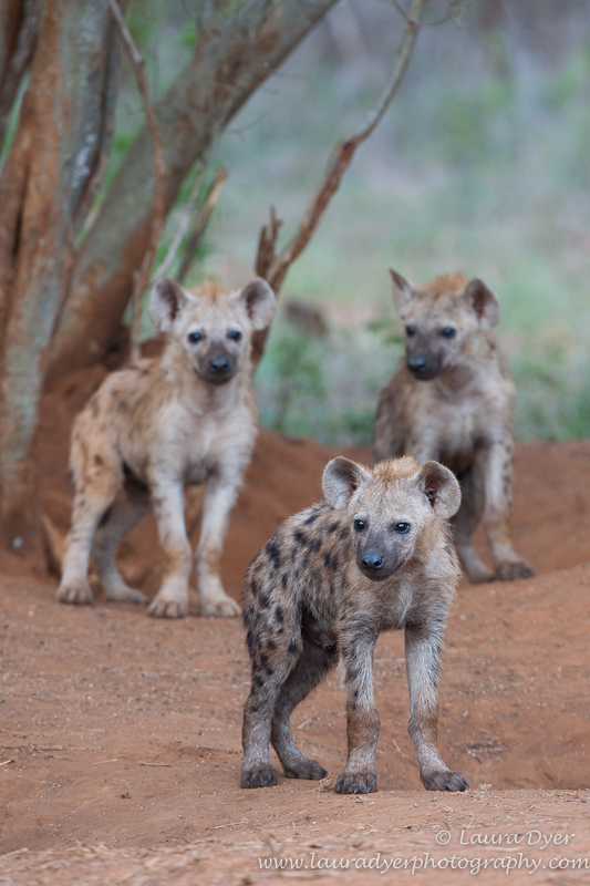 Hyena cubs at den