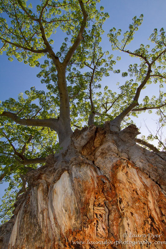 Baobab Tree in Okavango Delta