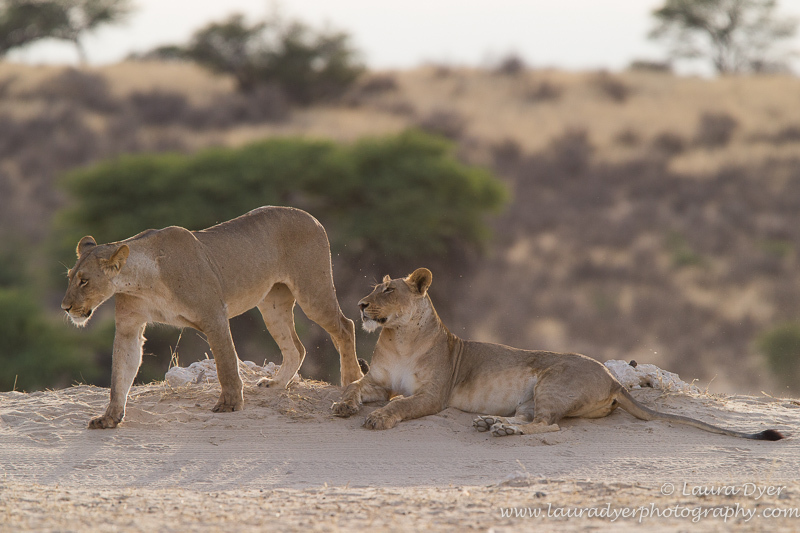 Sisters at dawn - Lions