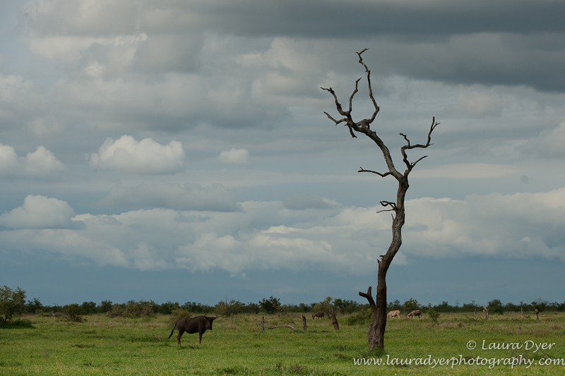 Wildbeest and storm - African Mammals